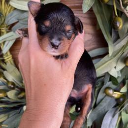 Boy 1 - Tri-color male Bernedoodle puppy in Superior, Arizona from Mountain Bridge Doodles