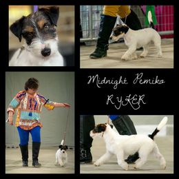Ryker - Russell Terrier