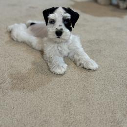 Miniature Schnauzer Puppies from Bearded Besties of Alabama