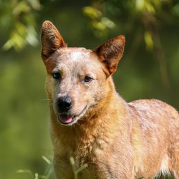 Flicka - Australian Cattle Dog