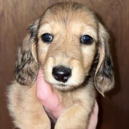 Evelyn - Dapple female Dachshund puppy in Goldthwaite, Texas from Mini Mama Dachshunds