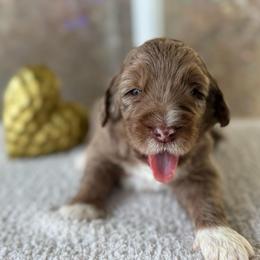 Pongo - Chocolate merle male Bernedoodle puppy in Fort Pierce, Florida from Gentle Giants Doodle Co.