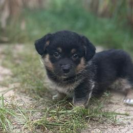 Zion - Black and tan male American Corgi puppy in Hope, Arkansas from Foxy Knoll Farm