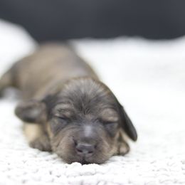 Dachshund Puppies from MNE Miniature Dachshunds