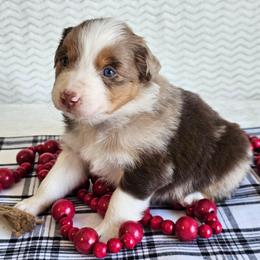 Roanie - Red merle female Australian Shepherd puppy in Mountain Grove, Missouri from K Bar H Farms