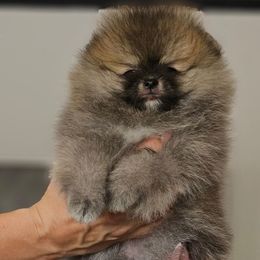 Girl 2 - Cream sable Pomeranian puppy in Fort Lauderdale, Florida from El'Cienna Poms