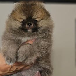 Girl 2 - Cream sable Pomeranian puppy in Fort Lauderdale, Florida from El'Cienna Poms