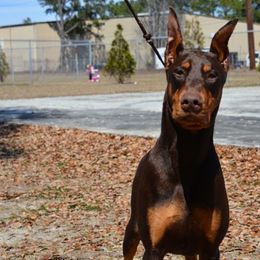 Doberman Pinscher All Grown Up from Notori Dobermans