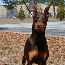 Doberman Pinscher All Grown Up from Notori Dobermans