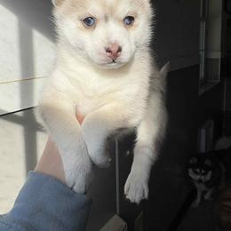FAITH - Silver female Pomsky puppy in Coatesville, Pennsylvania from Peaceful Pomskys