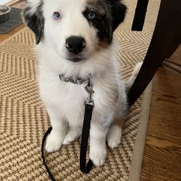 Miniature Australian Shepherd All Grown Up from Fairfax Aussies