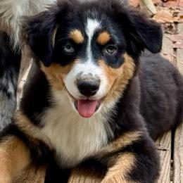 Maeve - Black tri female Miniature Australian Shepherd puppy in Patterson, North Carolina from DreamLine Aussies