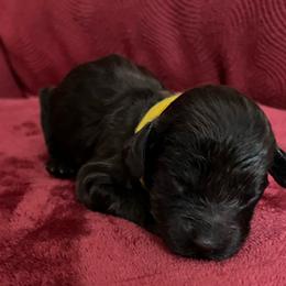 Girl 4 Yellow - Liver female Boykin Spaniel puppy in Stapleton, Alabama from Taensas Boykins