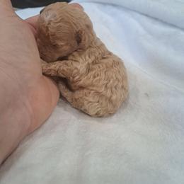 Anna, Yellow Girl - Red female Bernedoodle puppy in Lafayette, Alabama from Williams Lake Doodles