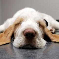 Spinone Italiano Puppies from High Pines Spinoni Italiani