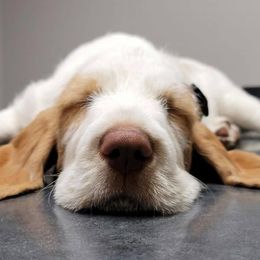 Spinone Italiano Puppies from High Pines Spinoni Italiani