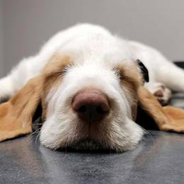 Spinone Italiano Puppies from High Pines Spinoni Italiani