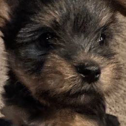 Yorkshire Terriers from Griffin Yorkies