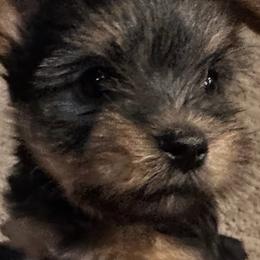 Yorkshire Terriers from Griffin Yorkies