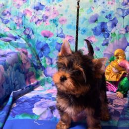 George - Blue and gold male Yorkshire Terrier puppy in Brandon, Florida from Shelby's Yorkshire Terriers