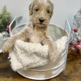 Jolly - Cream female Goldendoodle puppy in Kenansville, North Carolina from J+A Family Doodles