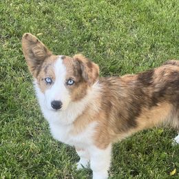 Remi - American Corgi