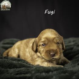 Fuji - Apricot female Australian Labradoodle puppy in Cashmere, Washington from Mountain Home Doodles