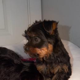 Nene - Black and tan male Yorkshire Terrier puppy in Fort Myers, Florida from Katherine’s Yorkies and Poodles