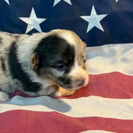 Female 4 - Red merle and white female American Corgi puppy in Portland, North Dakota from Sliding stop corgis