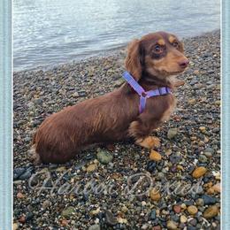 Canyon - Dachshund