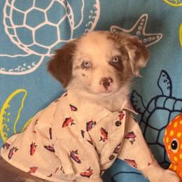 Caspian - Red merle male Miniature Australian Shepherd puppy in California from Eagle River Aussies