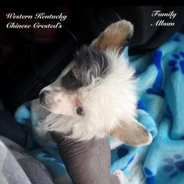Chihuahua and Chinese Crested Puppies from Western Kentucky Chihuahua’s and Chinese Crested’s