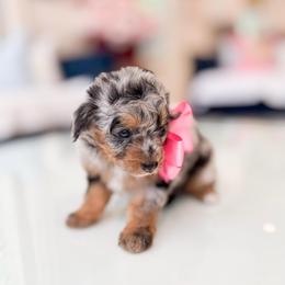 Keesha - Merle female Bernedoodle puppy in Ontario, California from Teddy Doodles & Standard Poodles