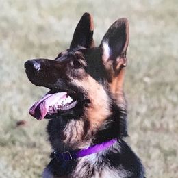 Lacey - German Shepherd