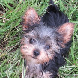 MOCHA - Black and gold male Yorkshire Terrier puppy in Independence, Louisiana from Holy Terriers Yorkies