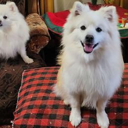 Chase - American Eskimo Dog