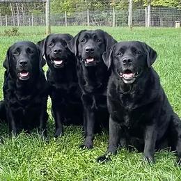 Labrador Retrievers from Boyne Labradors