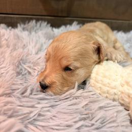Grace light pink collar - Cream female Goldendoodle puppy in Atco, New Jersey from Flannery’s lucky pup’s🍀