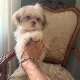 Aristides (Ari) - Liver male Shih Tzu puppy in Burlington, North Carolina from Nancy’s Lil’Shih Tzus