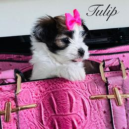 Tulip - Black & tan tri-color female Morkie puppy in Deltona, Florida from Pink Purse Designer Breeds