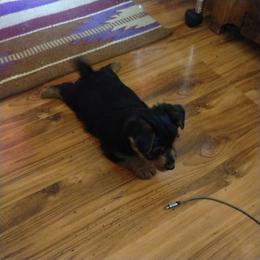 Boy 1 - Black and tan male Australian Terrier puppy in Bedford, Pennsylvania from Heit Farm
