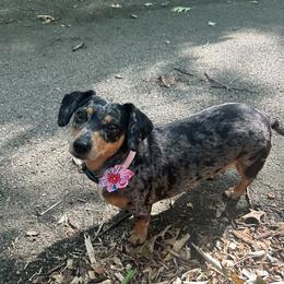 Penny - Dachshund