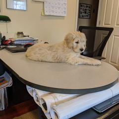 Goldendoodle Puppies from Pearl's Puppies LLC
