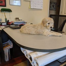 Goldendoodle Puppies from Pearl's Puppies LLC