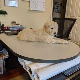 Goldendoodle Puppies from Pearl's Puppies LLC