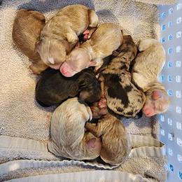 Cockapoo puppies from Raven Oak's Mini Cockapoos and Mini Dachshunds