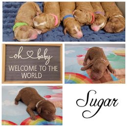 Australian Labradoodle Puppies from Lindsey's Loving Labradoodles