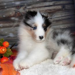 Girl 1 - Shetland Sheepdog puppy in Elk, Washington from Asgard Shetland Sheepdogs