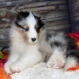 Girl 1 - Shetland Sheepdog puppy in Elk, Washington from Asgard Shetland Sheepdogs