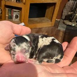 Boy 1 - Blue merle male Toy Australian Shepherd puppy in Lame Deer, Montana from Bar M Toy Aussies